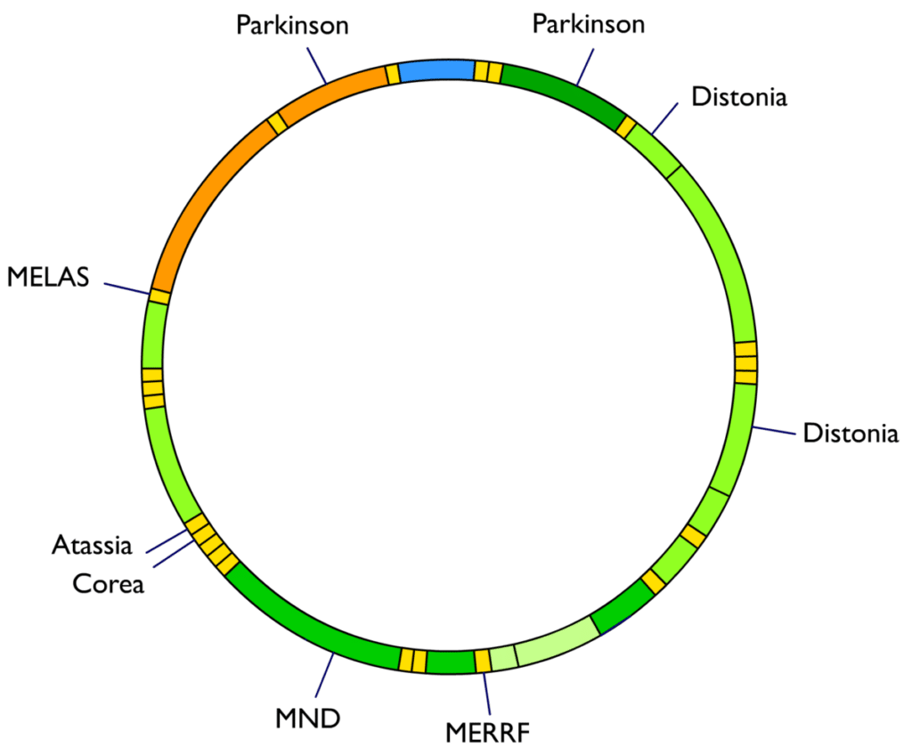 Genoma mitocondrial - Wikipedia, la enciclopedia libre