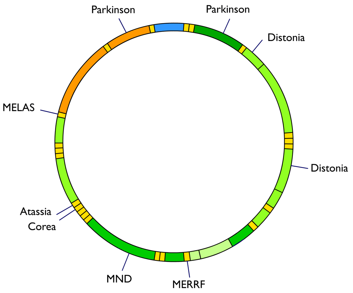 Genoma mitocondrial - Wikipedia, la enciclopedia libre