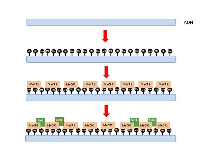 Metilación - Wikipedia, la enciclopedia libre