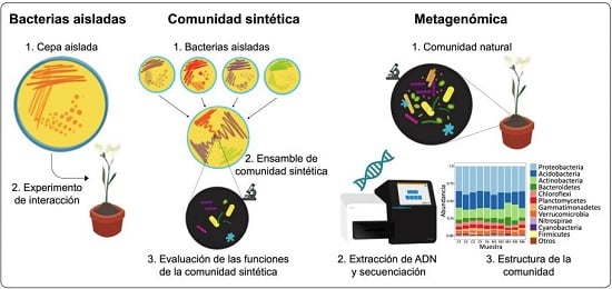 La milpa como modelo para el estudio de la microbiodiversidad e ...