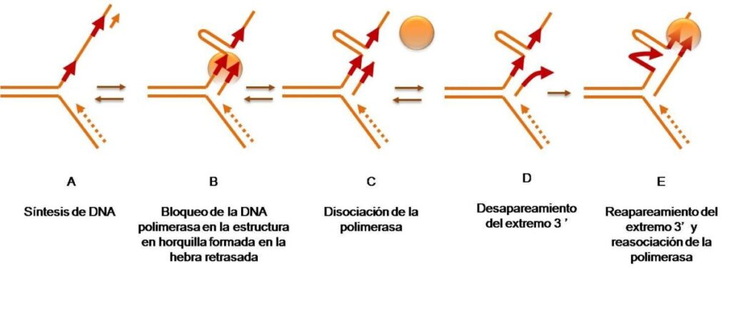 Secuencias de DNA repetidas: ¿Quién dijo DNA basura? | SEBBM