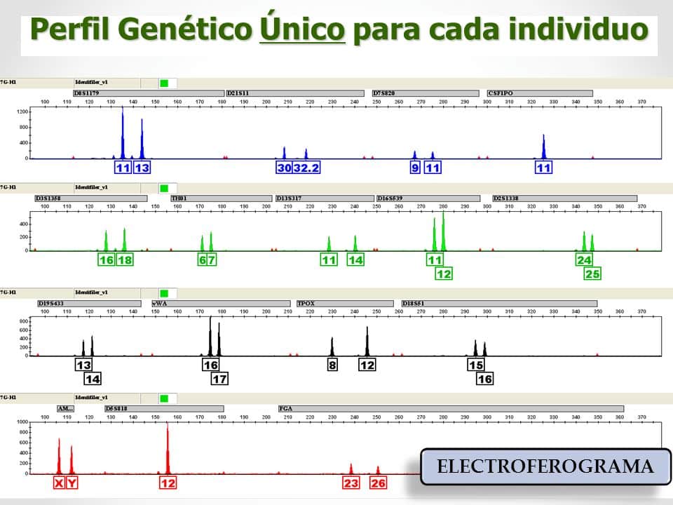 Estudio de ADN. Perfil genetico