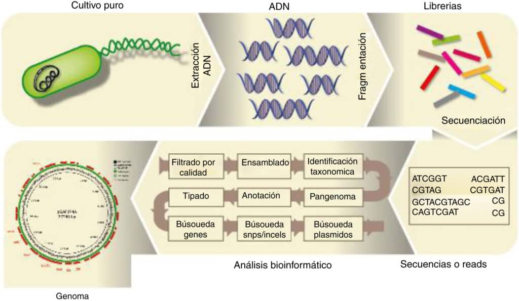 Aplicación de la secuenciación masiva y la bioinformática al ...