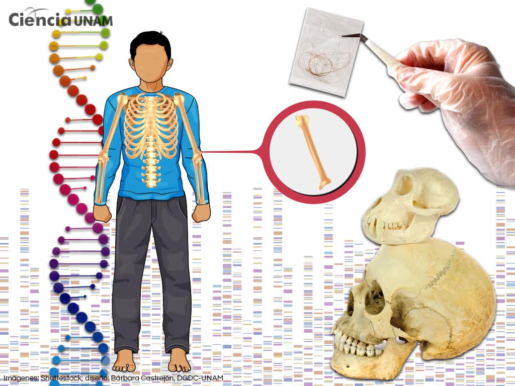 La genética como herramienta para explicar la variabilidad humana ...