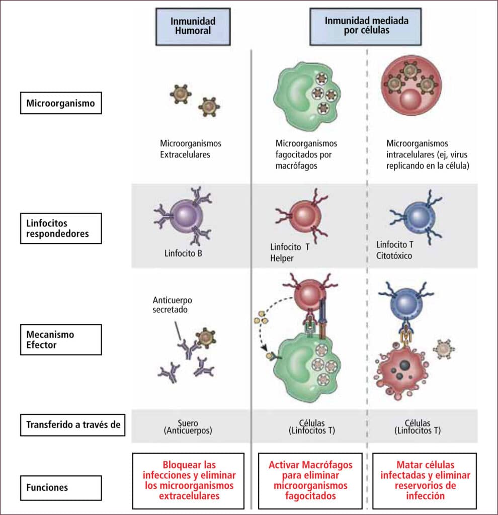 Visión panorámica del sistema inmune | Revista Médica Clínica Las ...